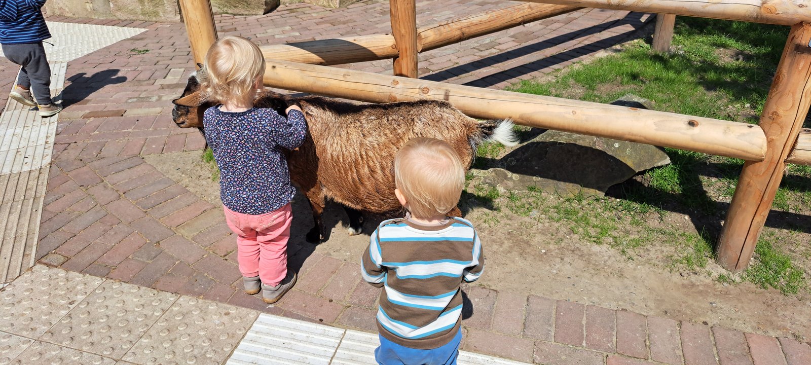 Kinder beim Beobachten von Tieren